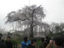 丸山公園の枝垂桜